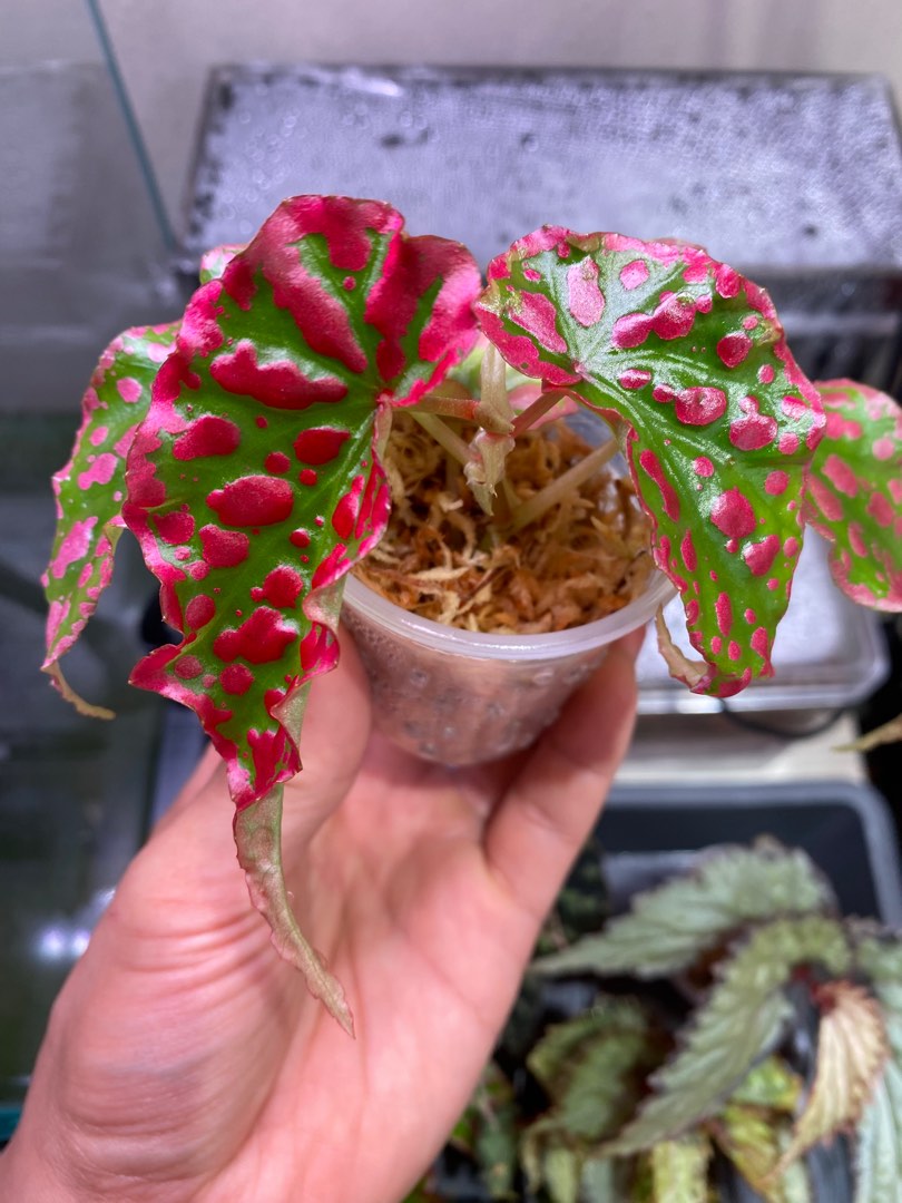 Begonia Legacy, Furniture & Home Living, Gardening, Plants & Seeds on