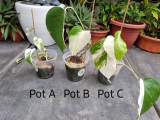 (Category: ) located in . Submitted by utaniaplants (Listing ID 1372958173, Image 1). Description: .
