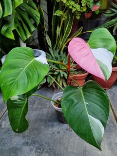 (Category: ) located in . Submitted by utaniaplants (Listing ID 1372916145, Image 1). Description: .