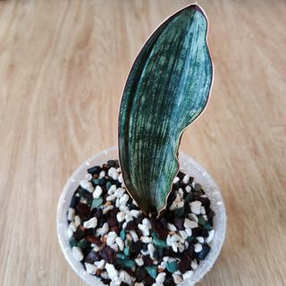 (Category: ) located in . Submitted by platyfolia (Listing ID 1372874132, Image 1). Description: .