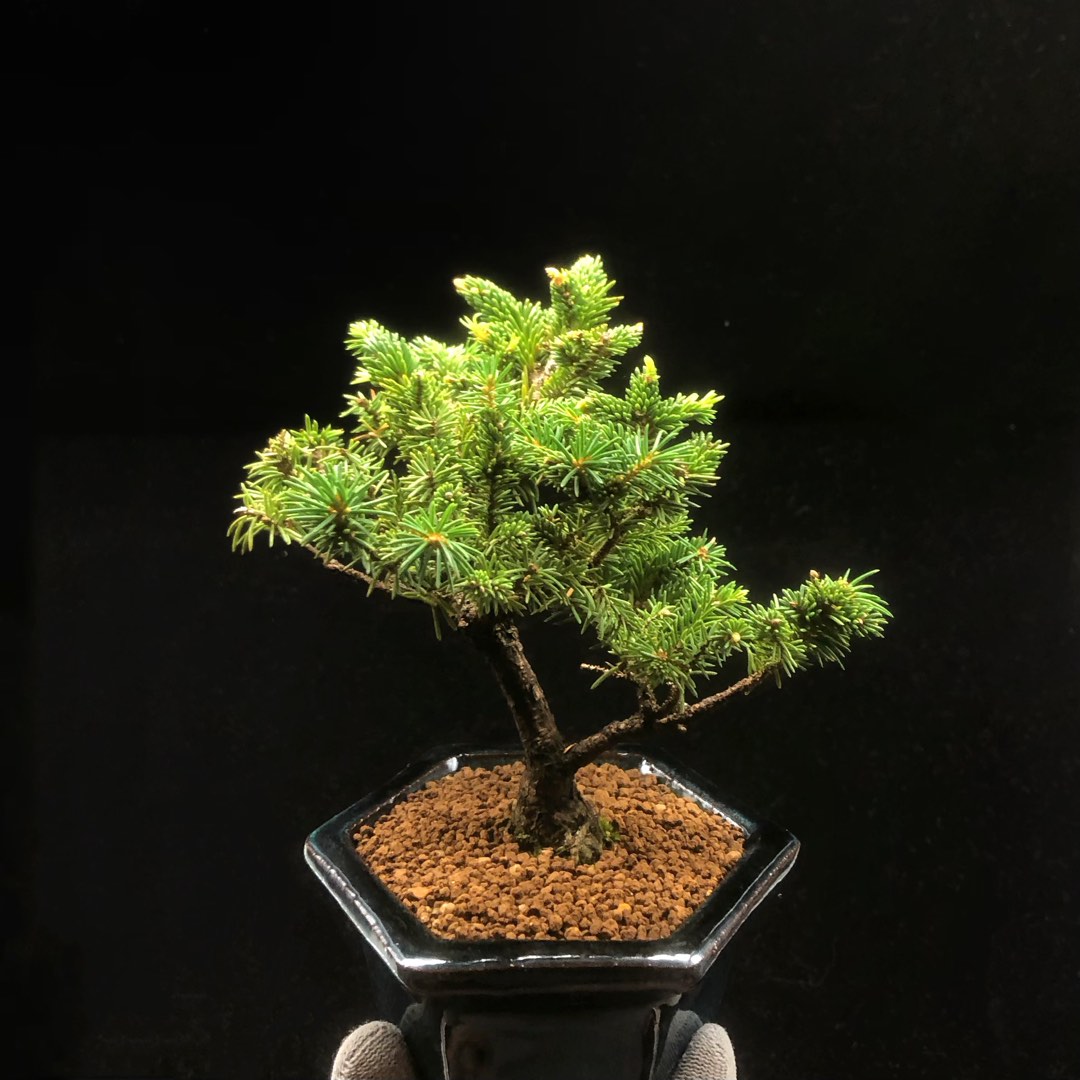 蝦夷松　大品盆栽　樹齢70年以上 蝦夷松 大品盆栽 樹齢70年以上 【公式通販】