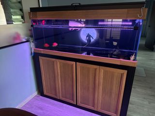 (Category: ) located in . Submitted by exotic_galleria (Listing ID 1373152742, Image 1). Description: .