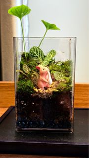 (Category: ) located in . Submitted by tiff_terrarium (Listing ID 1373143638, Image 1). Description: .