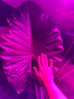 (Category: ) located in . Submitted by natureisagift (Listing ID 1343339501, Image 1). Description: .