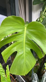 (Category: ) located in . Submitted by natureisagift (Listing ID 1373192961, Image 1). Description: .