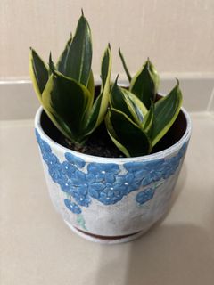 （分類：）位於 。 由 tyashum 提交（商品編號 1373364489，圖片 1）。簡介： 。