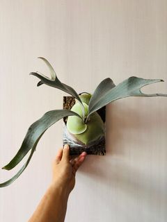 （分類：）位於 。 由 isaachome 提交（商品編號 1373245303，圖片 1）。簡介： 。