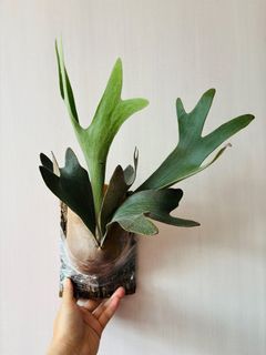 （分類：）位於 。 由 isaachome 提交（商品編號 1373245820，圖片 1）。簡介： 。