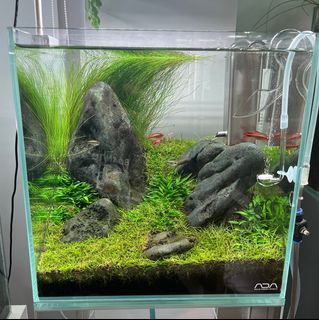 (Category: ) located in . Submitted by natureaquaticsystem (Listing ID 1373384976, Image 1). Description: .