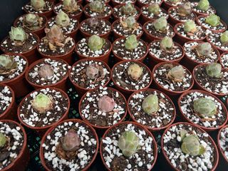 (Category: ) located in . Submitted by MiniMagicalRainforest (Listing ID 1373299141, Image 1). Description: .