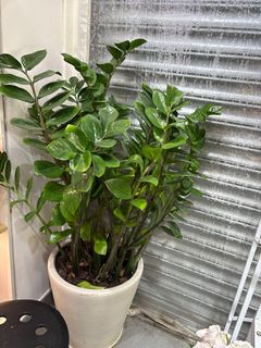 （分類：）位於 。 由 esmemung 提交（商品編號 1373424482，圖片 1）。簡介： 。