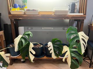 （分類：）位於 。 由 shopping_lily 提交（商品編號 1373532260，圖片 1）。簡介： 。