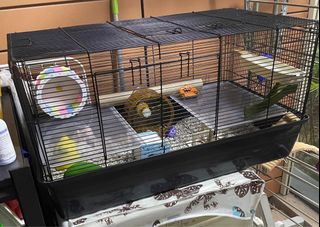 (Category: ) located in . Submitted by bladequeen (Listing ID 1373446115, Image 1). Description: .