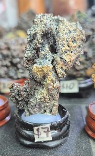 (Category: ) located in . Submitted by 76_crystal (Listing ID 1361542576, Image 1). Description: .