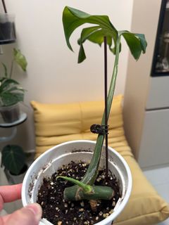 （分類：）位於 。 由 wing0902 提交（商品編號 1373745588，圖片 1）。簡介： 。