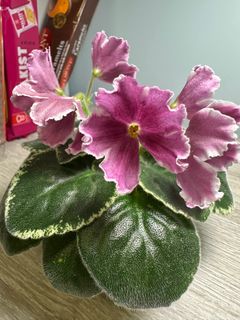 （分類：）位於 。 由 suzan0123 提交（商品編號 1370800947，圖片 1）。簡介： 。