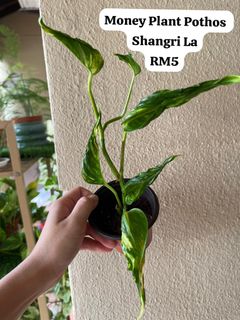 (Category: ) located in . Submitted by alii.flower (Listing ID 1373593890, Image 1). Description: .