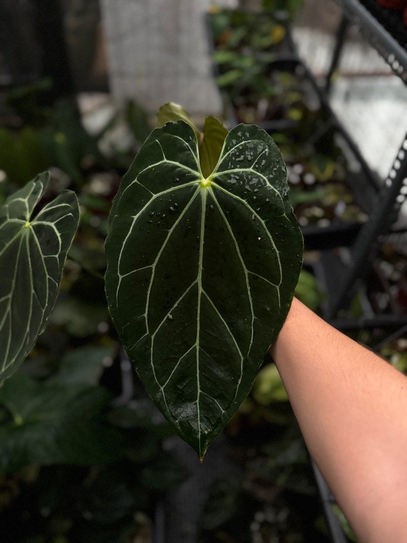 Anthurium Crystal Sky Ecuagenera rare live aroid plant, Furniture & Home  Living, Gardening, Plants & Seeds on Carousell