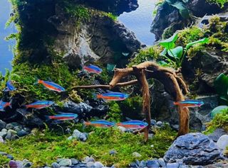 (Category: ) located in . Submitted by tropicube (Listing ID 1373645850, Image 1). Description: .