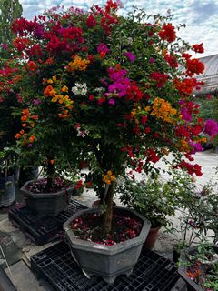 (Category: ) located in . Submitted by gardenfunfarm (Listing ID 1373589294, Image 1). Description: .