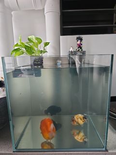 (Category: ) located in . Submitted by goldfish_guy (Listing ID 1373677215, Image 1). Description: .