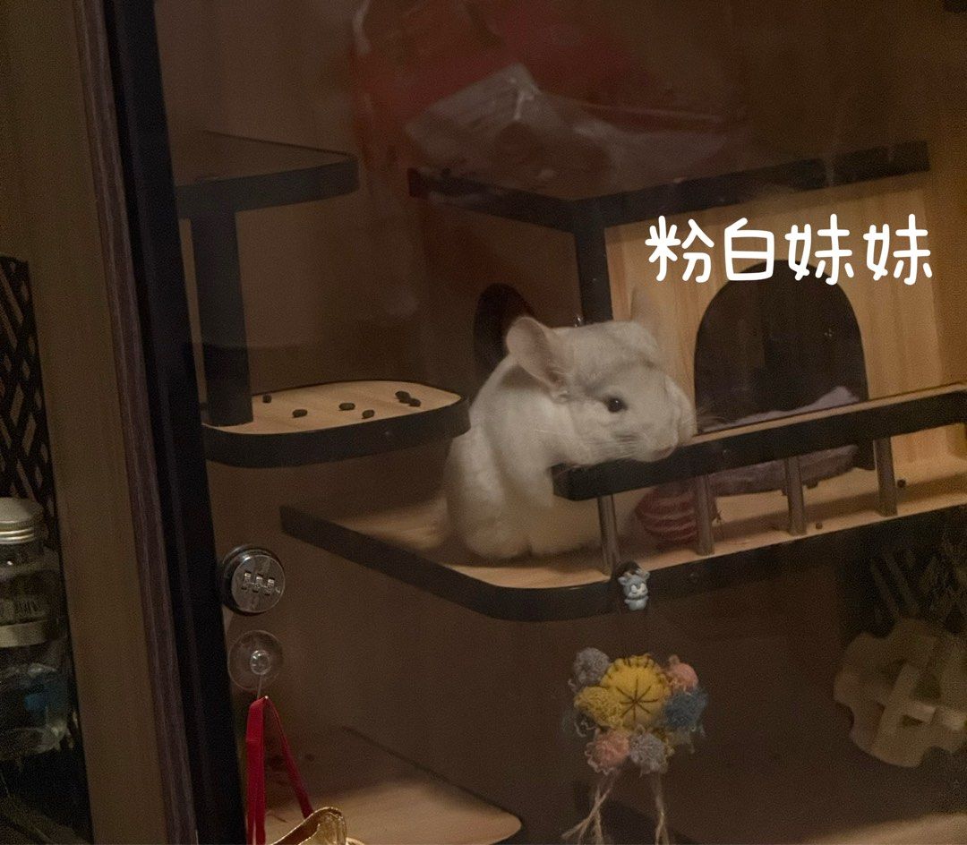由 ebyhuang (刊登 ID 1373911677，圖片 2) 提交，位於 台中市 (Taichung) 的 龍貓 (類別：寵物及其他)，說明：龍貓（10個月）認養。