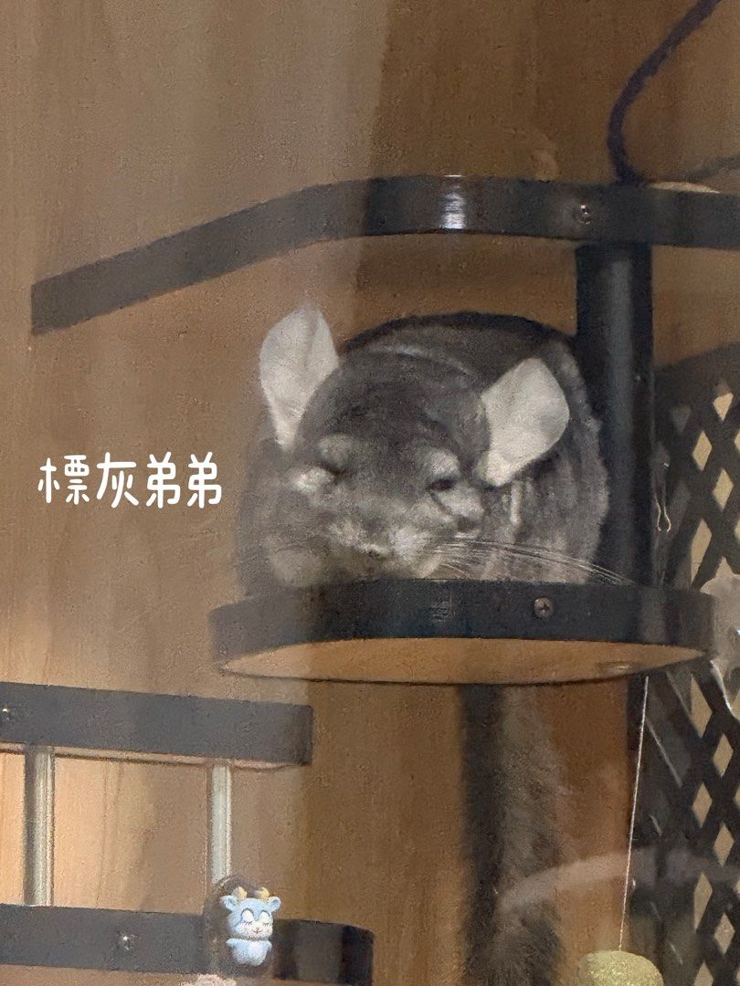 由 ebyhuang (刊登 ID 1373911677，圖片 1) 提交，位於 台中市 (Taichung) 的 龍貓 (類別：寵物及其他)，說明：龍貓（10個月）認養。