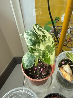 (Category: ) located in . Submitted by aalim23 (Listing ID 1373778468, Image 1). Description: .