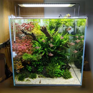 (Category: ) located in . Submitted by ascape (Listing ID 1373792565, Image 1). Description: .