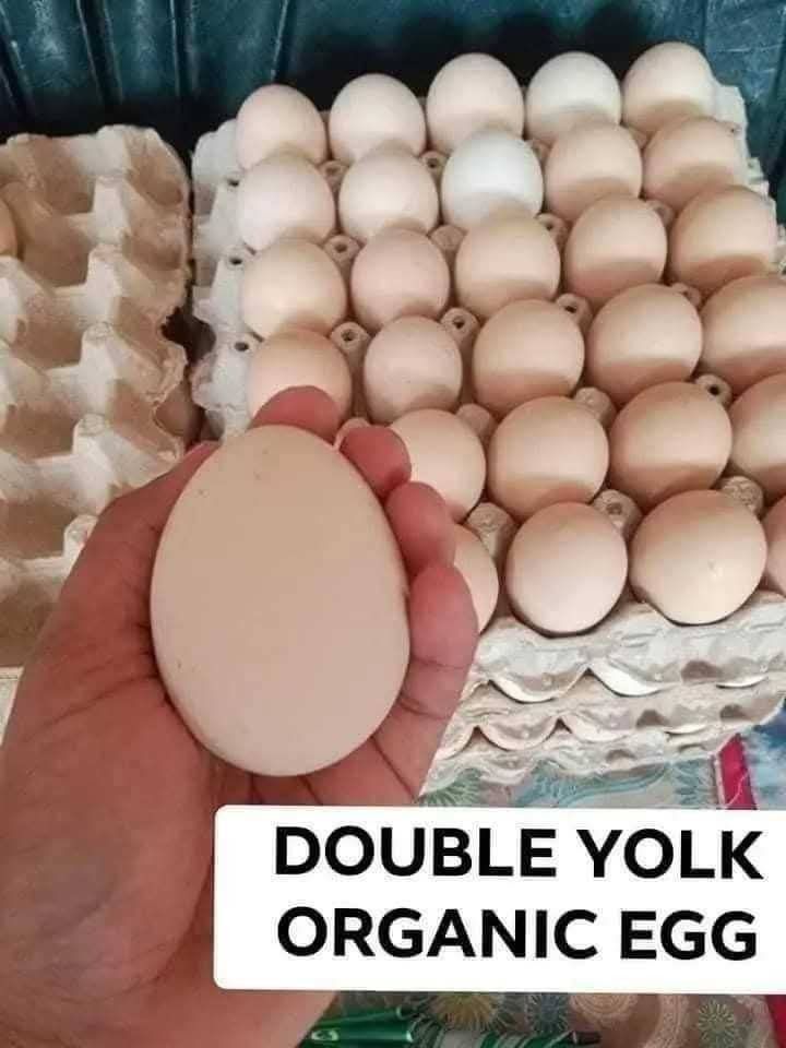 Double Yolk Egg (per tray) (Category: Fresh Produce) located in Manila. Submitted by kairos_luckyonlineshop (Listing ID 1373862012, Image 2). Description: 💥 WEDNESDAY KALAKAL 💥 Pasa tau ng ORDER 😍 ILAN SAU 😍 ALAM MONG LEGIT MALAKI 🤣 MERON PO HABOL NTIN TO😊 Double yolk punuan! XL TO JUMBO SIZE MAG ITLOGAN TAU🤣.