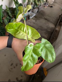 (Category: ) located in . Submitted by genome84 (Listing ID 1373792729, Image 1). Description: .