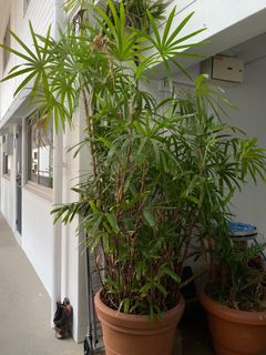 (Category: ) located in . Submitted by shaan1901 (Listing ID 1373932422, Image 1). Description: .