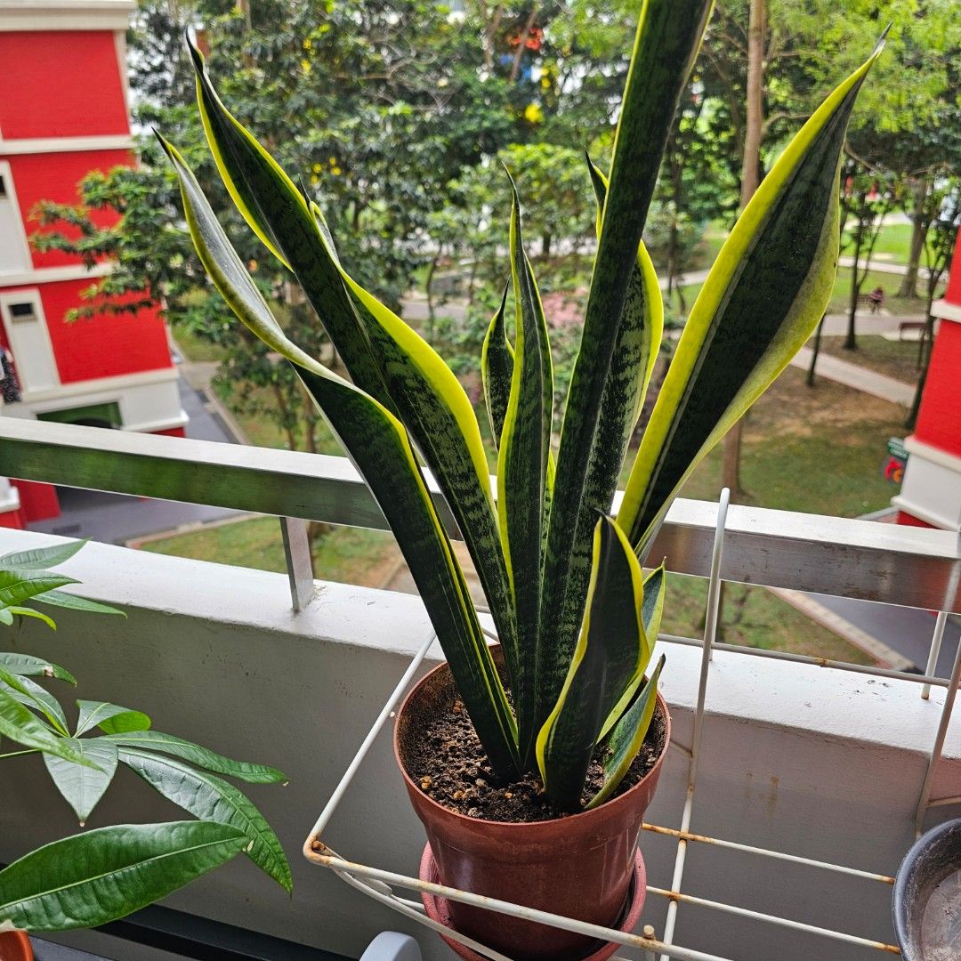 Snake plant