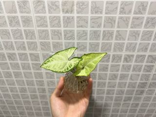 （分類：）位於 。 由 Mars_ 提交（商品編號 1378111503，圖片 1）。簡介： 。