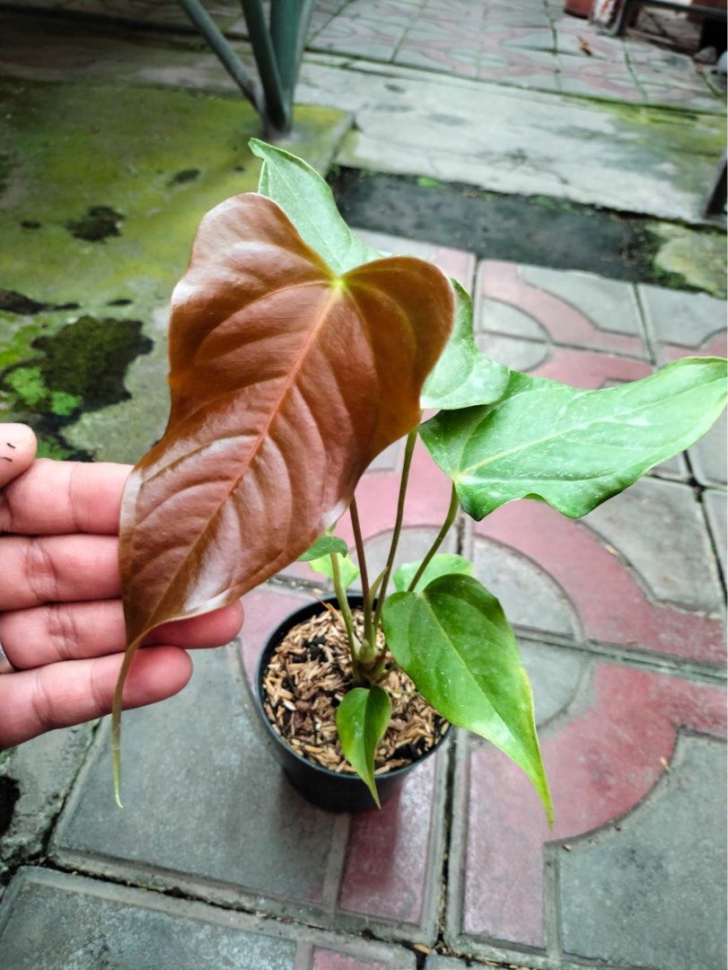 Anthurium Black Veitchii, Furniture & Home Living, Gardening