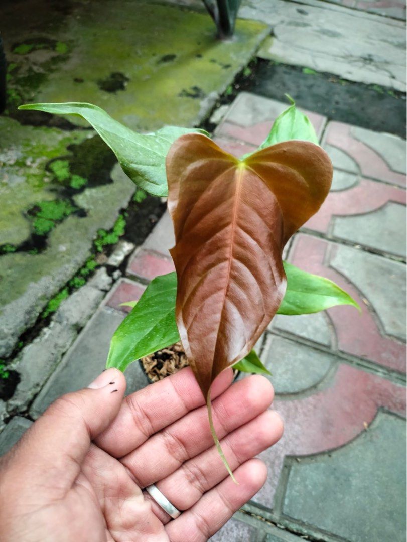 Anthurium Black Veitchii, Furniture & Home Living, Gardening