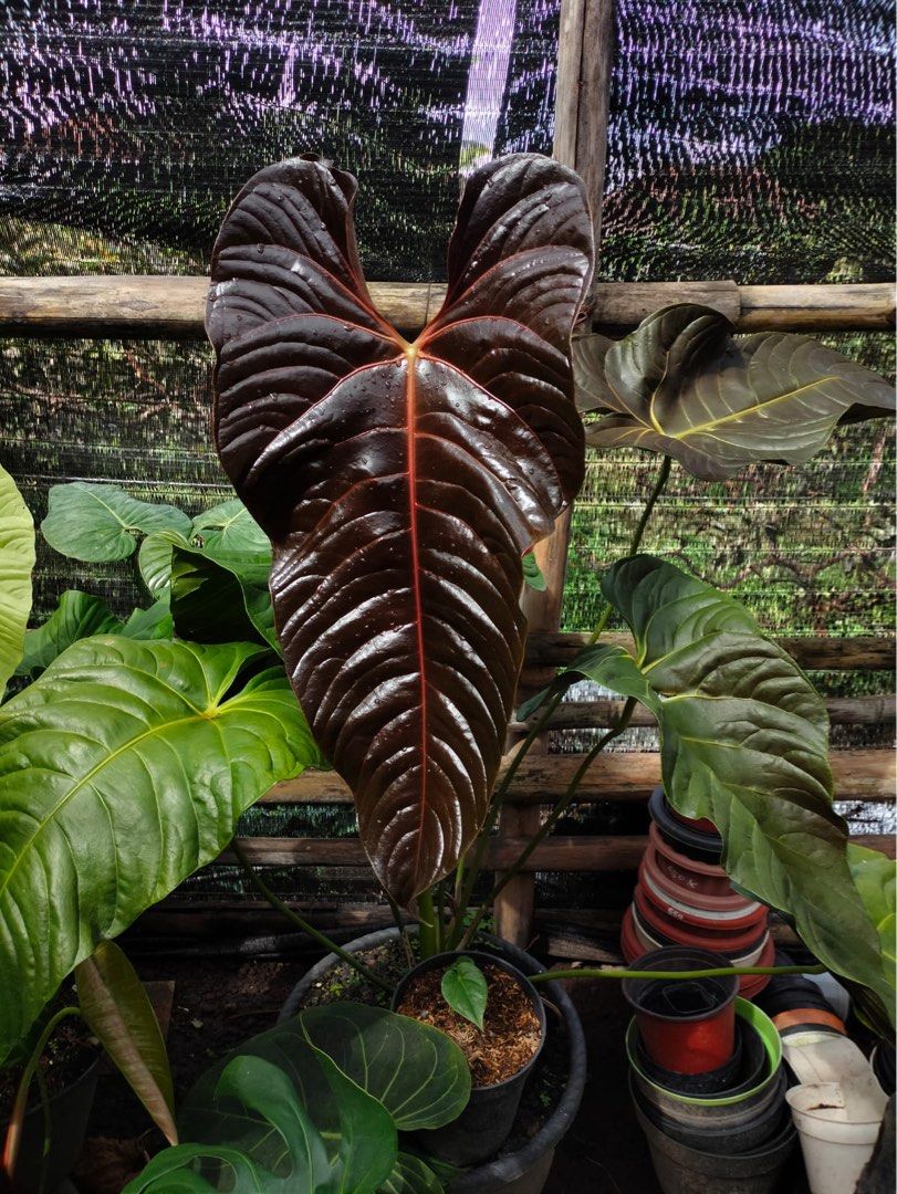 anthurium black　veitchii Anthurium Black Veitchii, Furniture & Home Living, Gardening