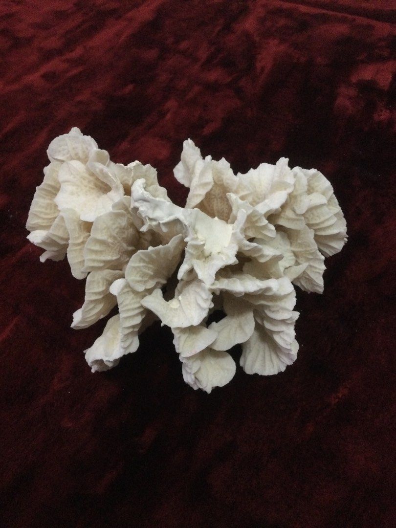 Corals (Category: Other Home Decor) located in Singapore. Submitted by rarecollections (Listing ID 1377952129, Image 2). Description: Beautiful white coral pieces, perfect for home decor or aquascaping. Various shapes and sizes available. Adds a touch of the ocean to any space. Please inquire for specific dimensions and pricing. Posted price is for the smaller pieces. .