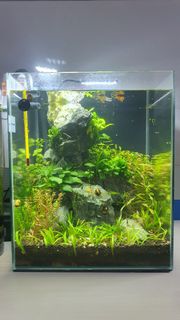 (Category: ) located in . Submitted by eddyaquarium (Listing ID 1377971468, Image 1). Description: .