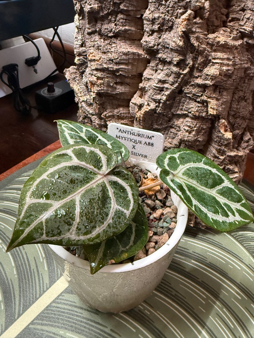 anthurium_mystique_a88_x_skg_s