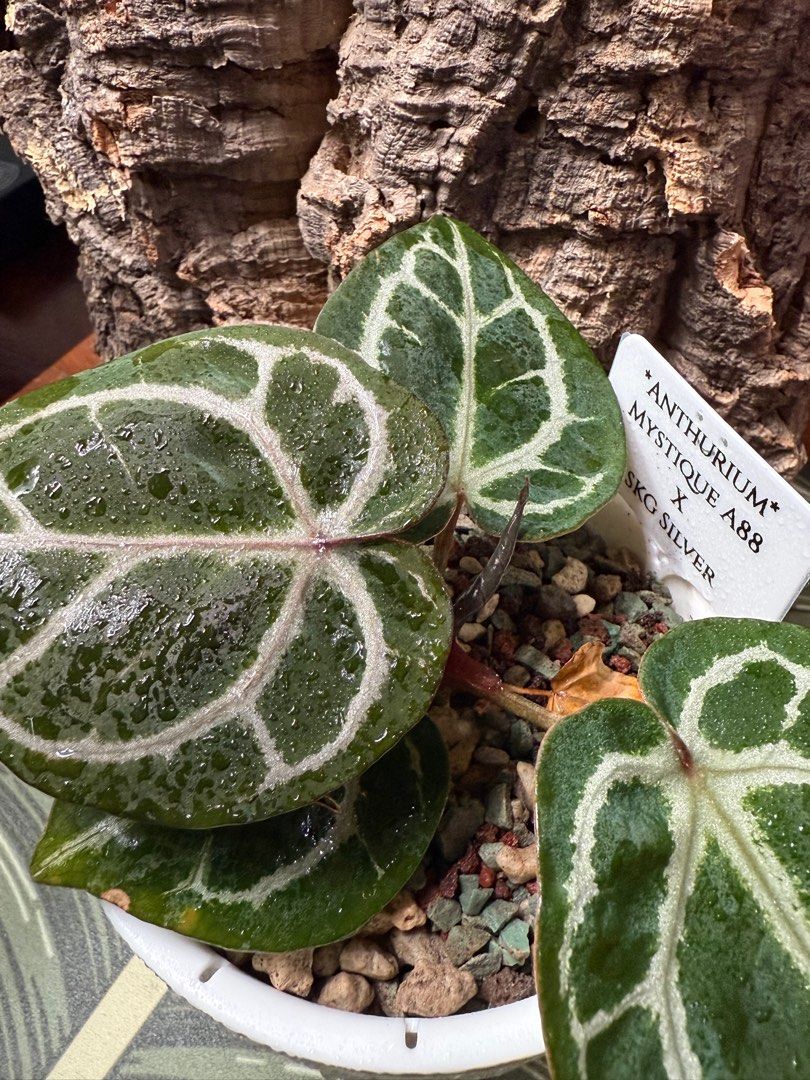 Anthurium Mystique A88 x SKG Sliver, Furniture & Home Living, Gardening,  Plants & Seeds on Carousell
