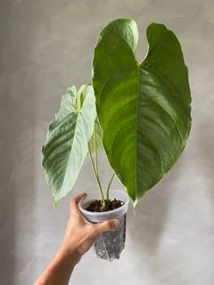 (Category: ) located in . Submitted by pgwplants (Listing ID 1379657336, Image 1). Description: .