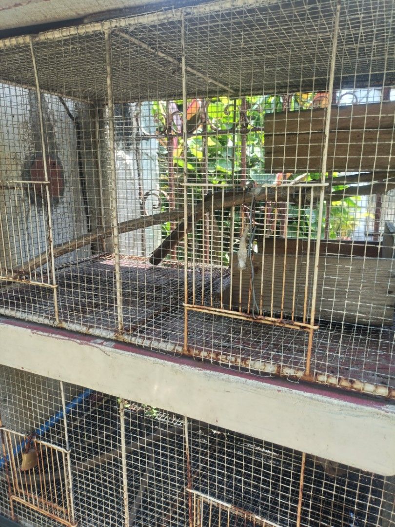 BIRD CAGE (Category: Homes & Other Pet Accessories) located in Valenzuela. Submitted by angelouaguilar_13 (Listing ID 1379818823, Image 2). Description: .