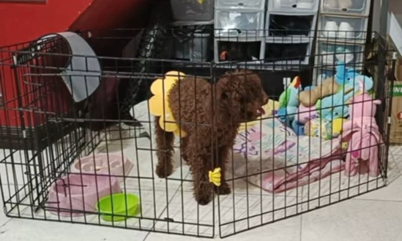 Foldable playpen (Category: Homes & Other Pet Accessories) located in Imus. Submitted by cmp888 (Listing ID 1379782996, Image 2). Description: negotiable avail 2 pcs with slight rust huge coverage area.