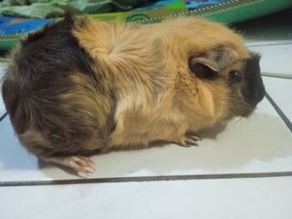 (Kategori: ) berada di . Dikirim oleh selvi168 (ID iklan 1379781772, Gambar 1). Deskripsi: .