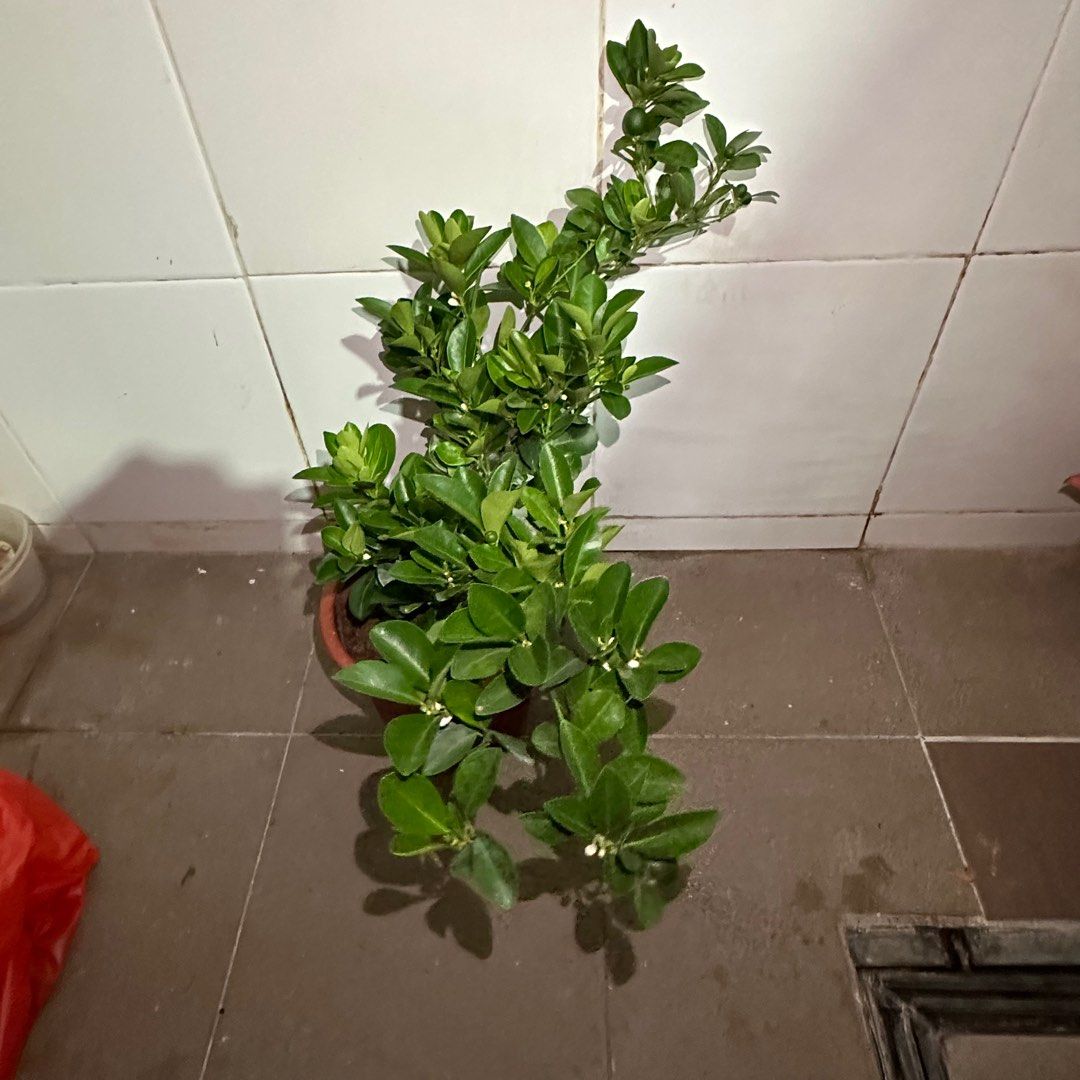 Lime64885067604865112