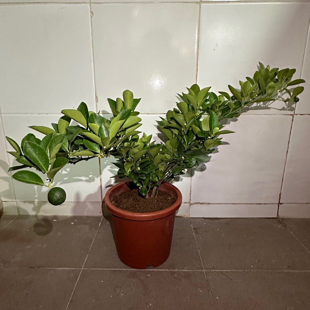 Lime64885067604865113