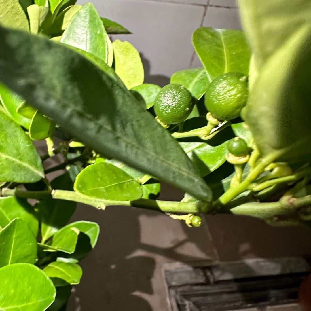 Lime64885067604865110