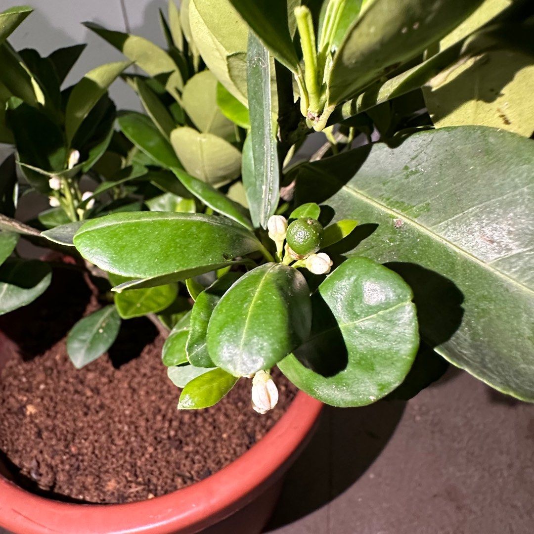 Lime64885067604865111