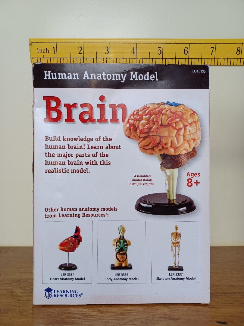 Lr human anatomy plastic piece brain model with stand with assembly guide (Category: Medical Supplies & Tools) located in Baguio. Submitted by restyrille77846 (Listing ID 1379757495, Image 3). Description: Secondhand Buy as is What you see is what you get Pm is the key Location baguio city Dropping area mabini shopping center stall 10 Plus shipping fee sa malayo Payment via gcash bpi palawan cebuana Courier jrs or j&t First to pay owns the item N